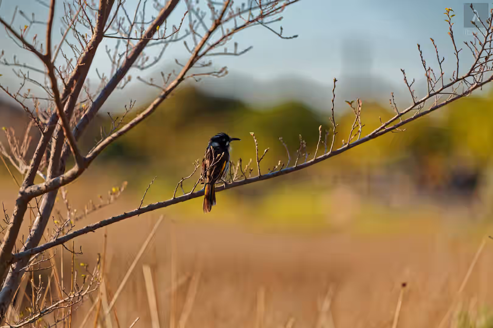 Image from Wildlife album