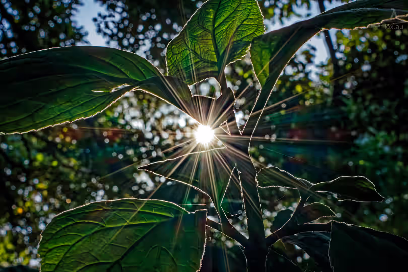 Image from Other album