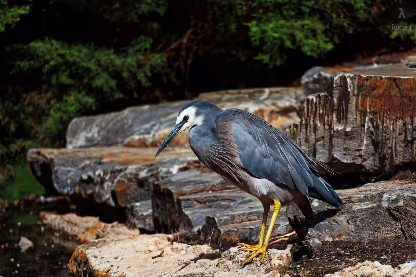 Image from Wildlife album